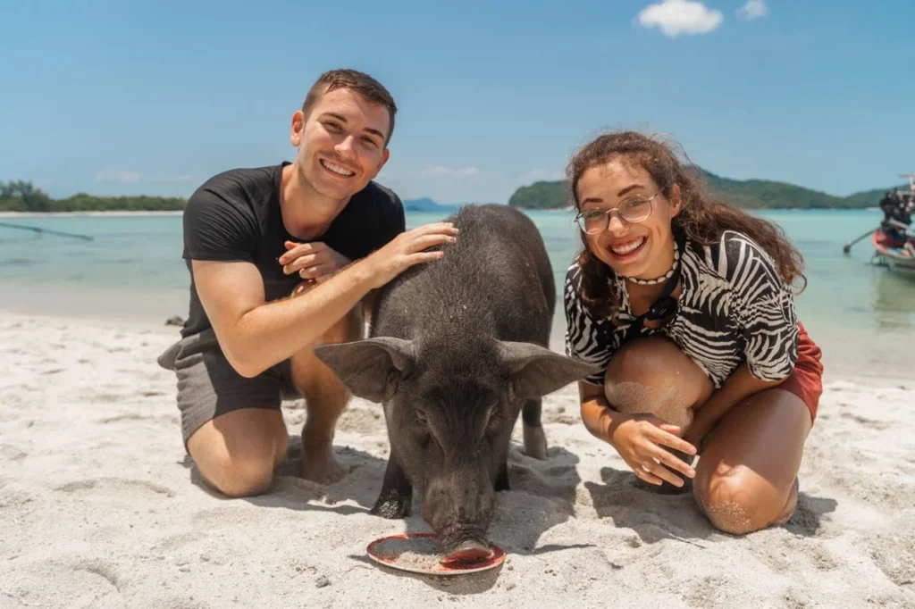Schweine am Strand der “Schweine Insel” nahe Koh Samui, ein Stopp auf der beliebtesten Island Hopping Tour auf Koh Samui
