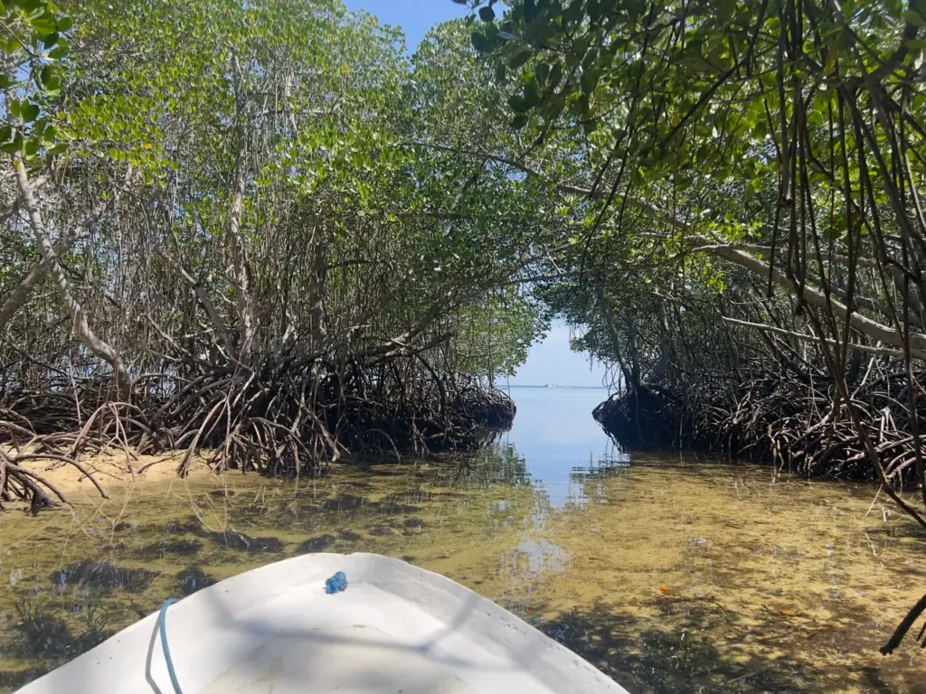 Eine Boots-Tour durch die Mangroven auf Nusa Lembongan, der Nachbarinsel von Bali.
