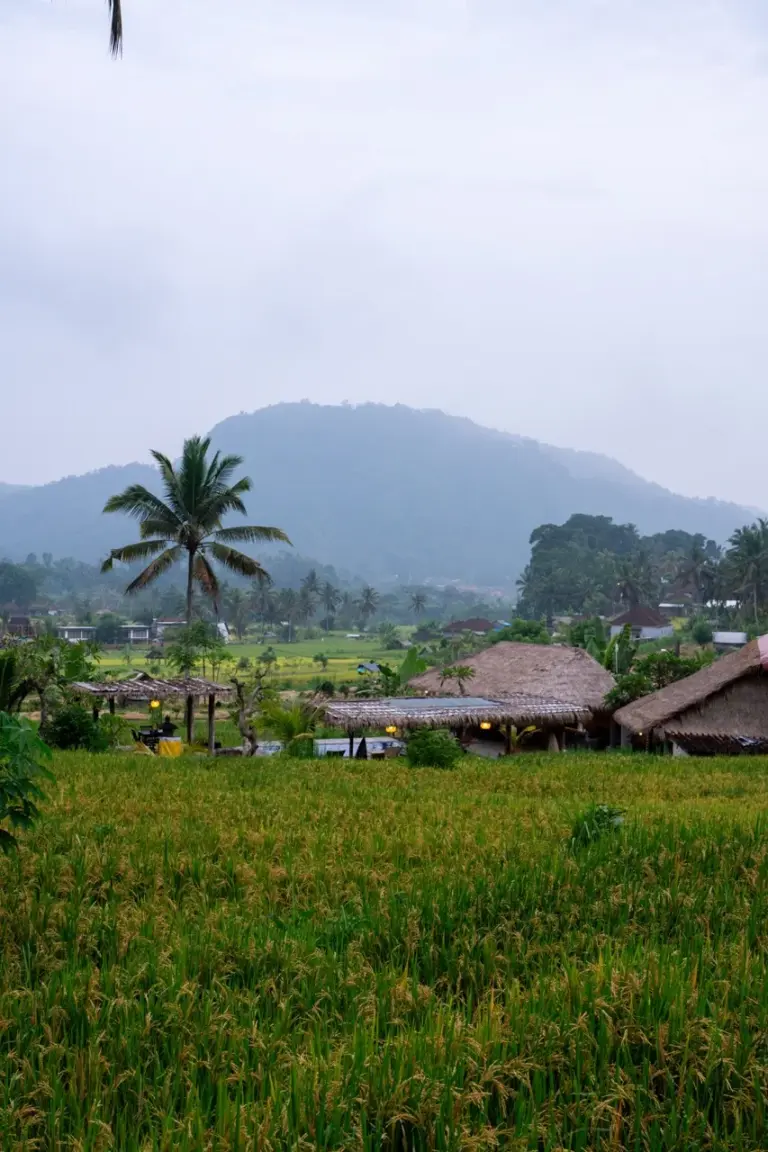 Balis grüne Reisterrassen, übersät mit Palmen und traditionellen Hütten in der Nähe von Ubud im Landesinneren der Insel.