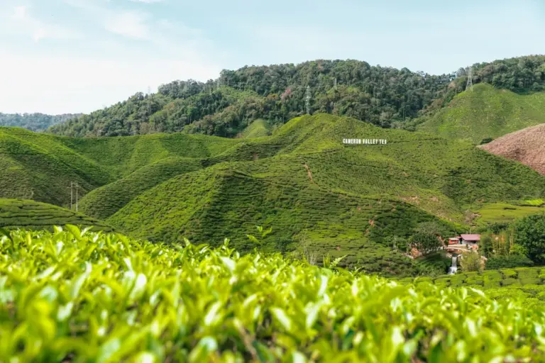 Clara steht inmitten der üppig grünen Teeplantagen des Cameron Valley unter einem bewölkten Himmel in Malaysia.