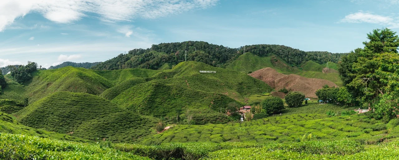 Grüne Teeplantagen-Hügel in den Cameron Highlands