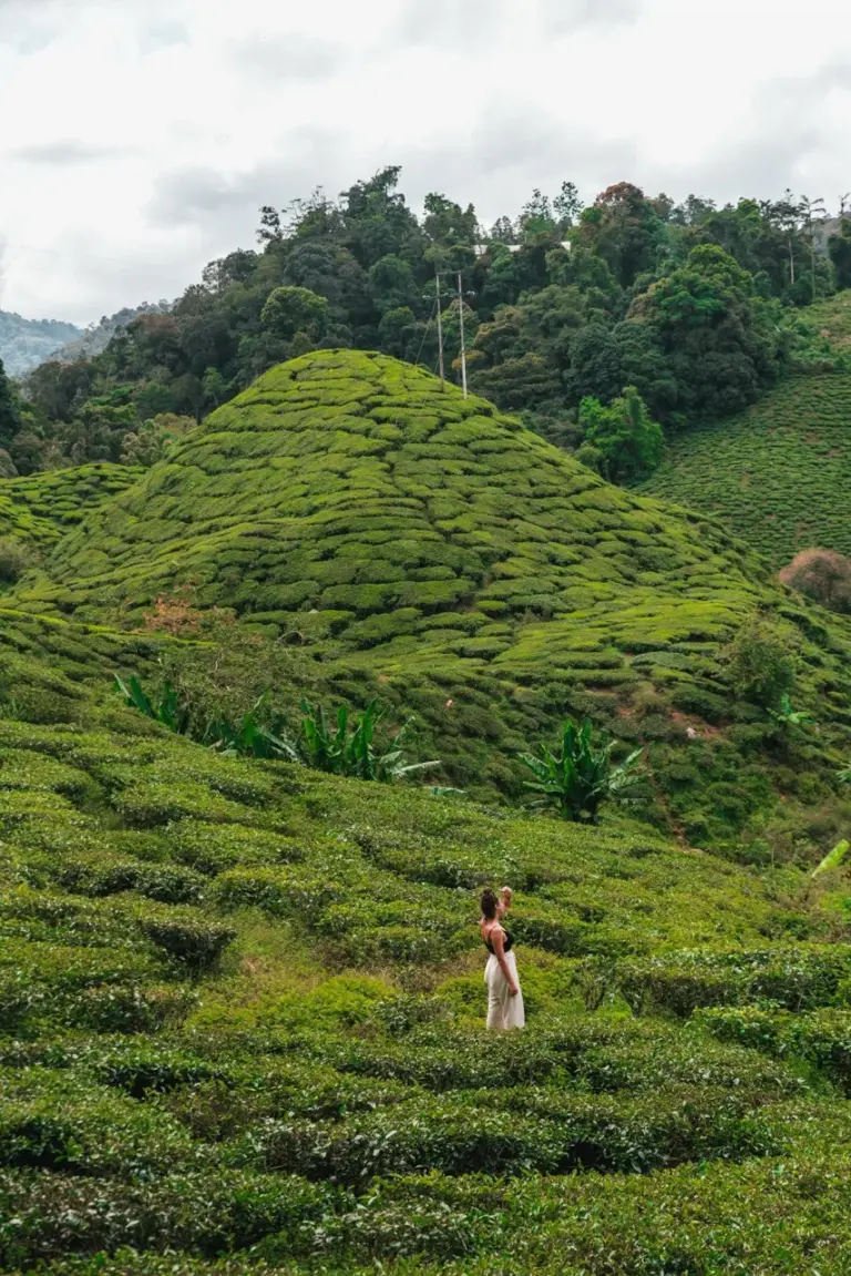 Clara wandert mit dem Rucksack durch die üppigen grünen Teeplantagen Malaysias, umgeben von Hügeln in den Cameron Highlands.