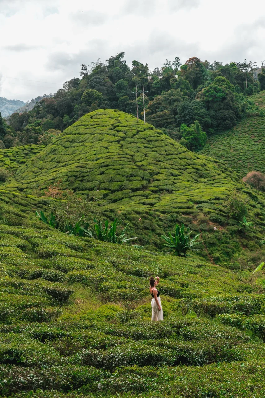 Clara wandert mit Rucksack durch die Teeplantagen der Cameron Highlands