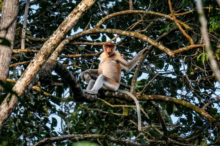 Ein Nasenaffe sitzt in einem Baum inmitten des Dschungels des dichten Waldes in Malaysia, Borneo im Kinabatangan Nationalpark.