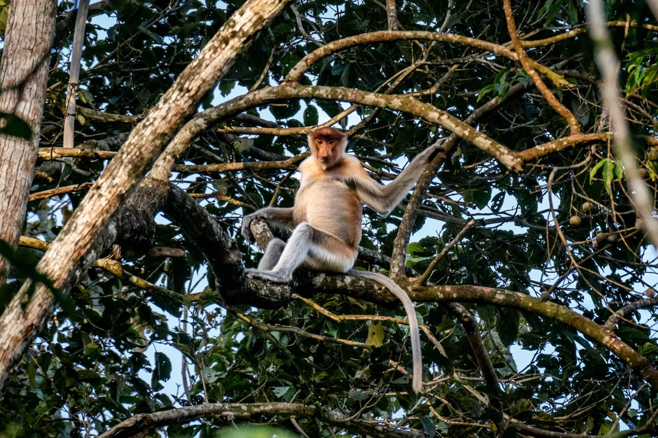 Nasenaffe im Baum am Kinabatangan River