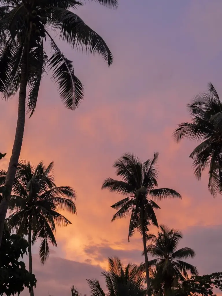 Palmensilhouette vor einem feurigen Sonnenuntergang, ideal für unvergessliche Erinnerungen an den Urlaub 2025.