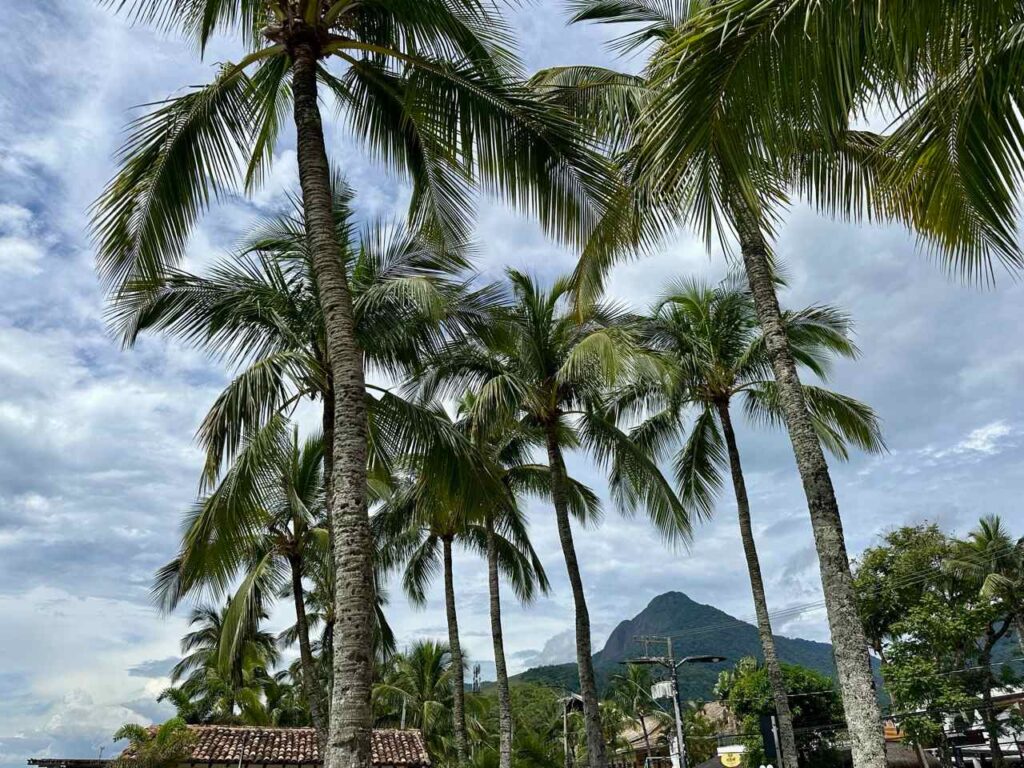 Palmen und Berg auf Ilhabela