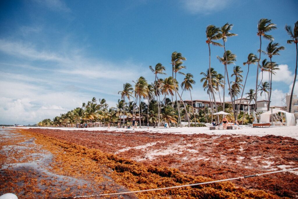 A serene tropical beach lined with palm trees and seaweed under a clear blue sky.