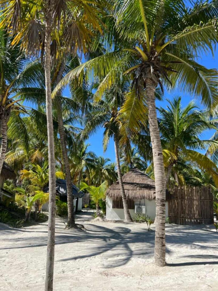 Palmen und ein reetgedeckter Bungalow einer Unterkunft in Tulum