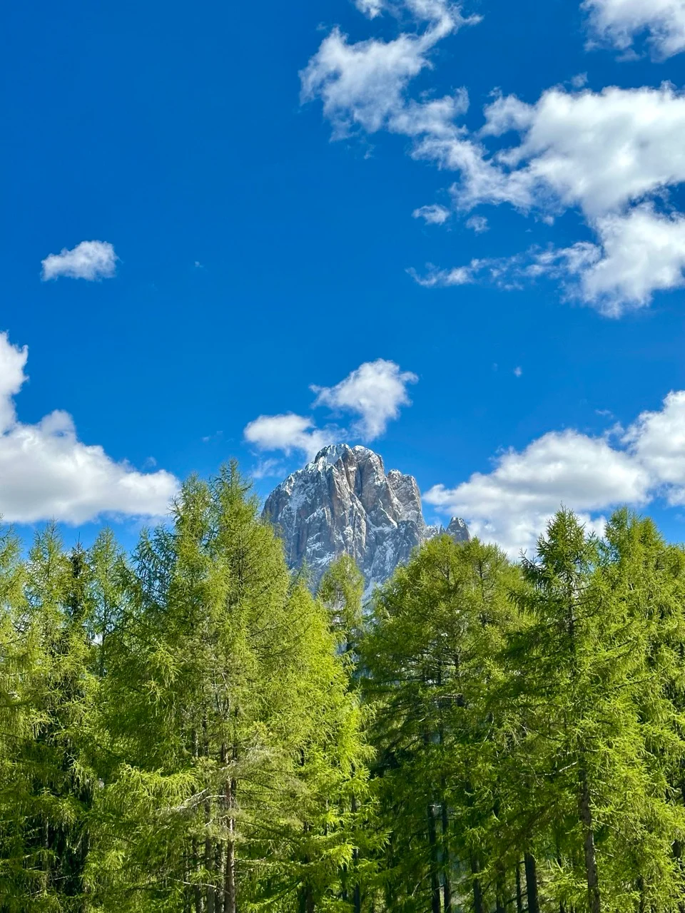 Blick durch Bäume auf den Langkofel an der Seiser Alm