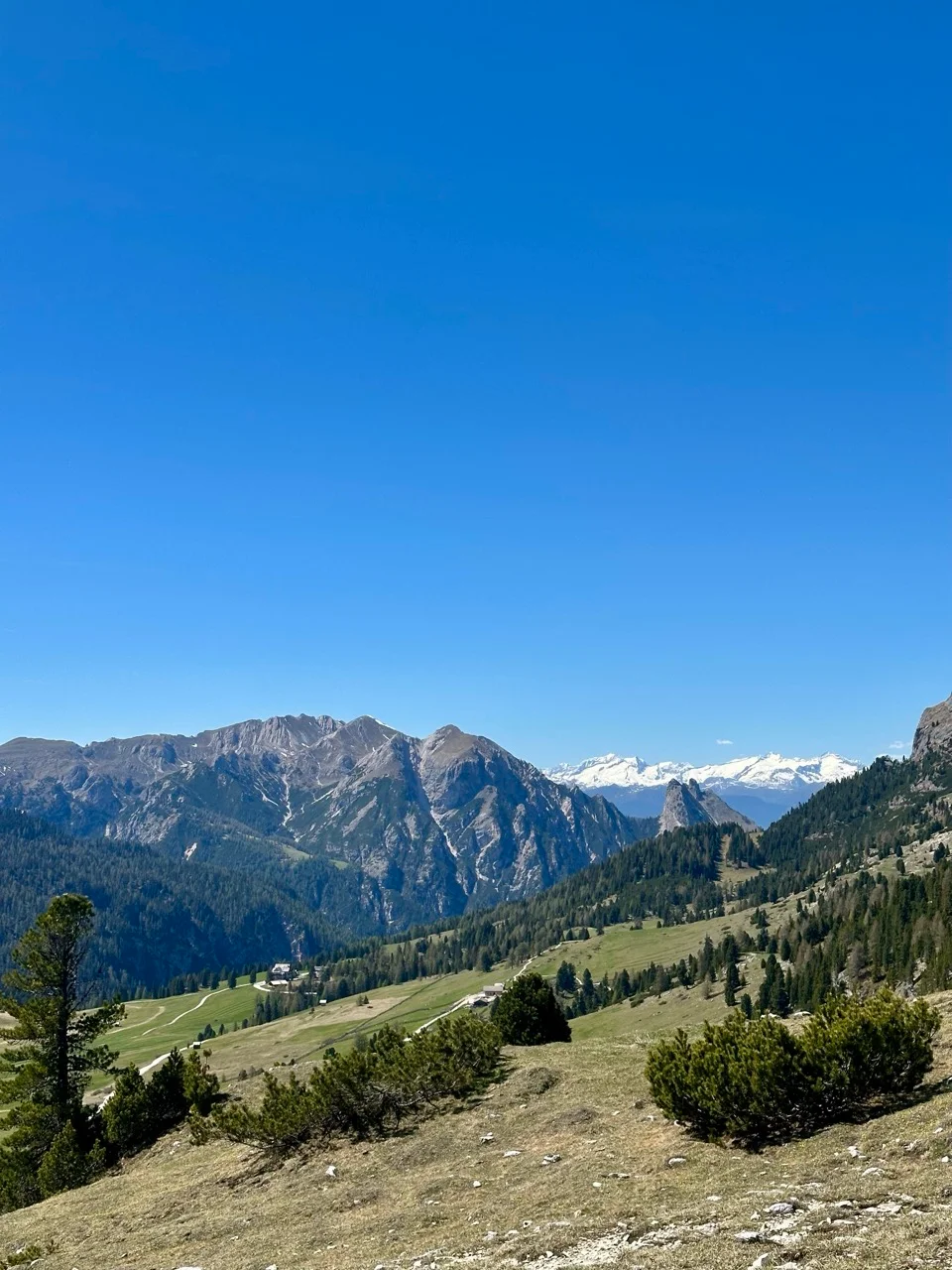 Bergkamm mit Lärchen in den östlichen Dolomiten
