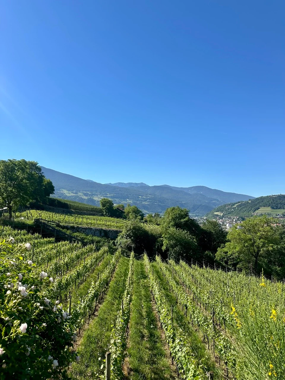 Weinberge im Eisacktal im Herbst zur besten Reisezeit Südtirol