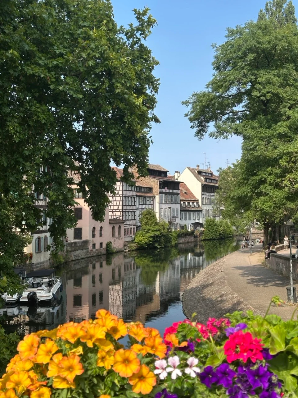 Blumen am Kanalufer in Strassburg mit Fachwerkhaeusern im Hintergrund