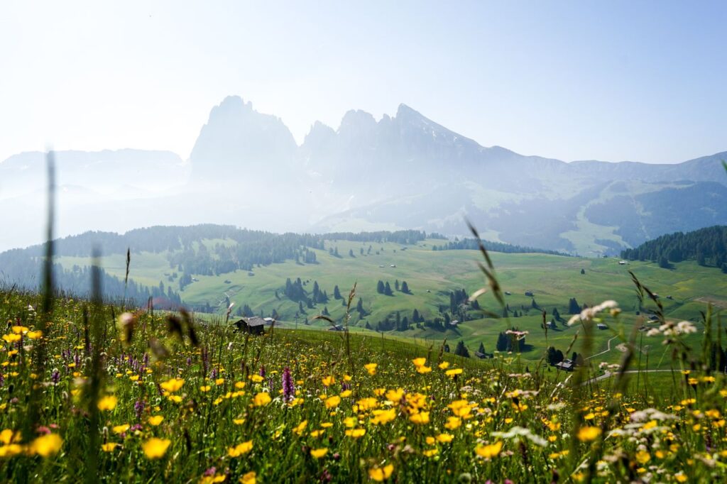 Vibrant wildflowers bloom in meadows against the majestic Dolomites under a clear summer sky in Italy.