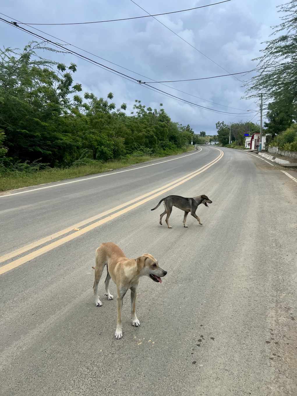 Hunde auf einer Landstraße in der Dominikanischen Republik