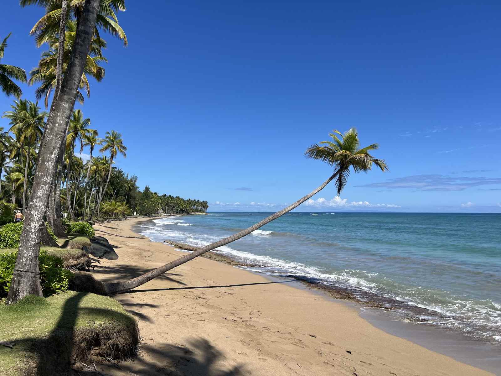 Playa Bonita bei Las Terrenas mit Brandung und schiefer Palme