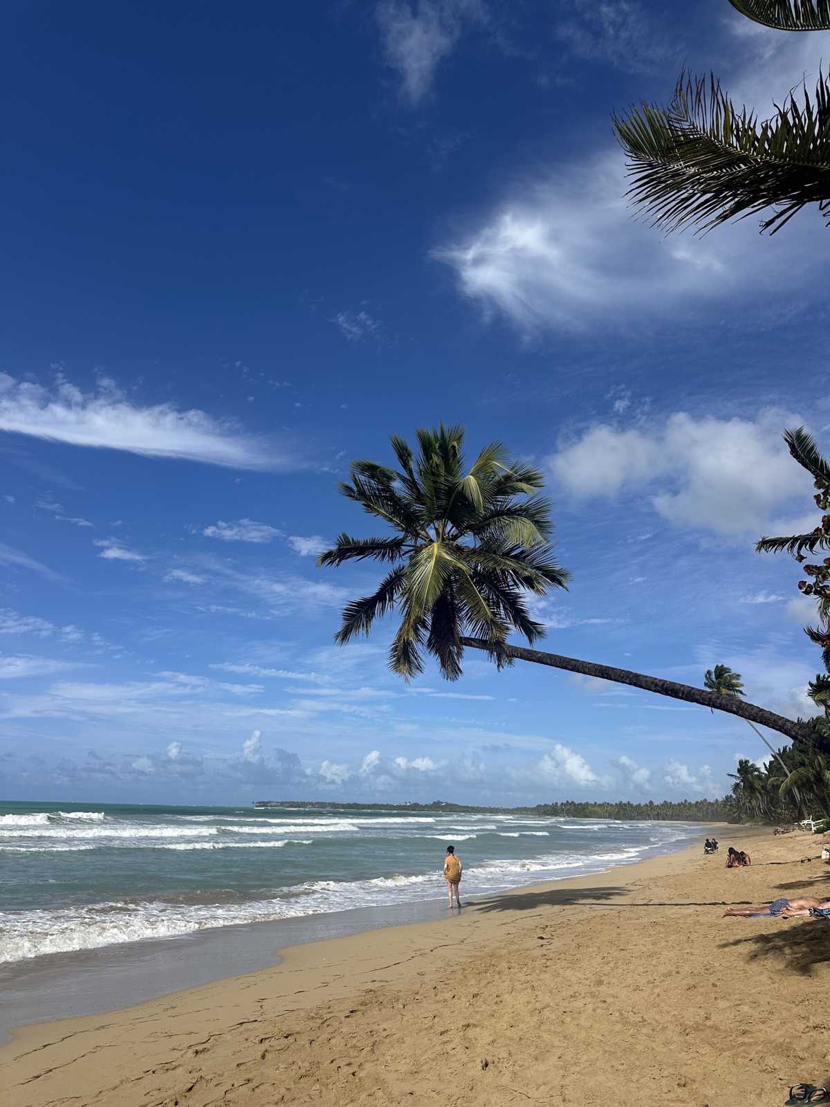 Samaná Sehenswürdigkeiten: Die lange Playa Cosón mit Palmen bei Las Terrenas