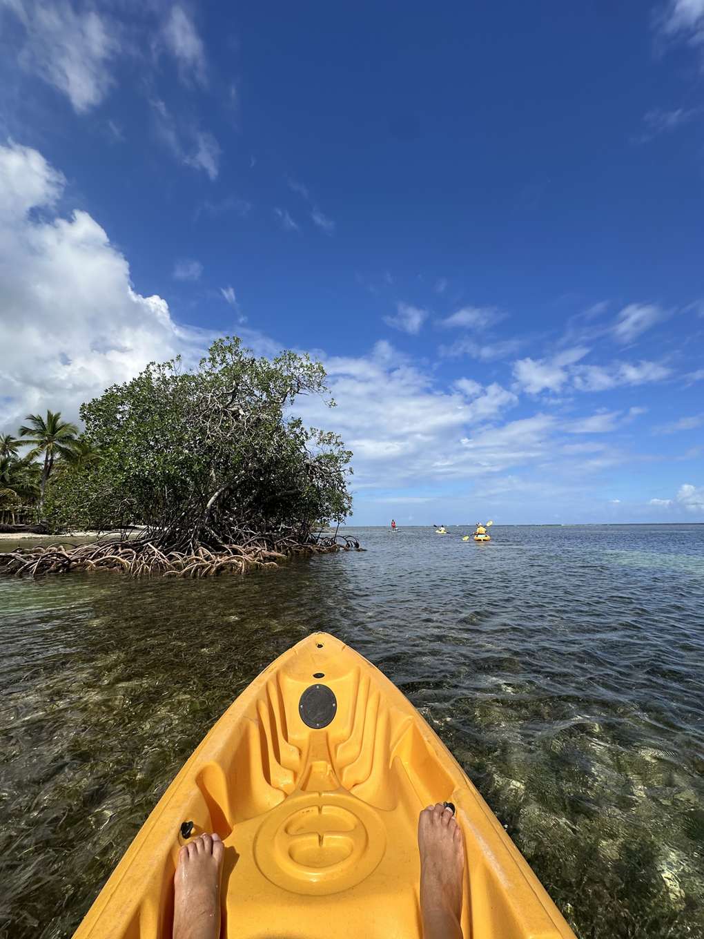 Samaná Sehenswürdigkeiten: Mit dem Kajak über glasklares Wasser an den Mangroven