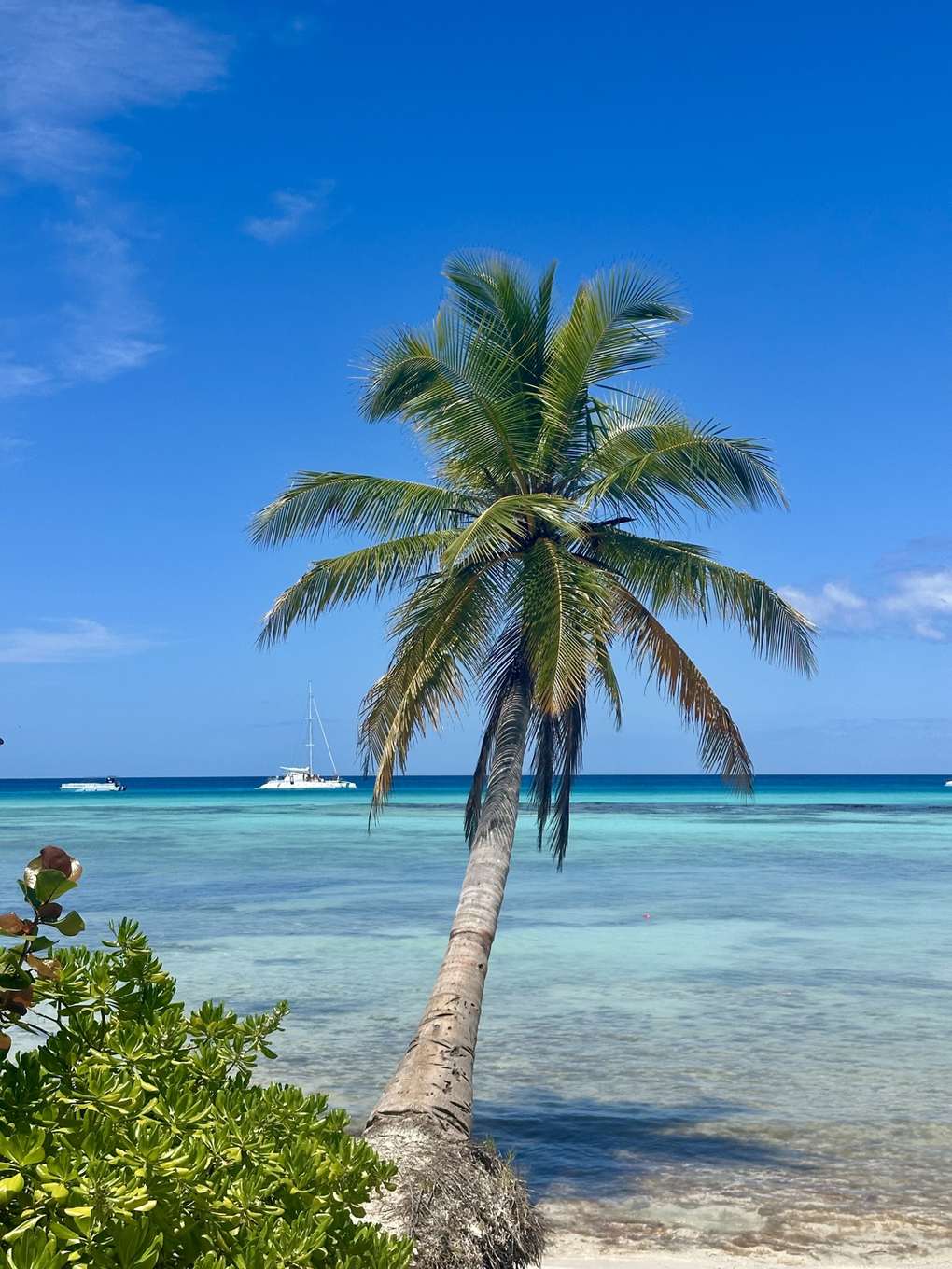 Schiefe Palme am türkisen Wasser der Isla Saona